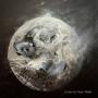 Tristan de Lige - Fields