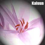 Kaluun