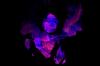 Breathless, vido clip